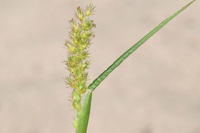 Cenchrus longispinus, photographed by Owen Strickland