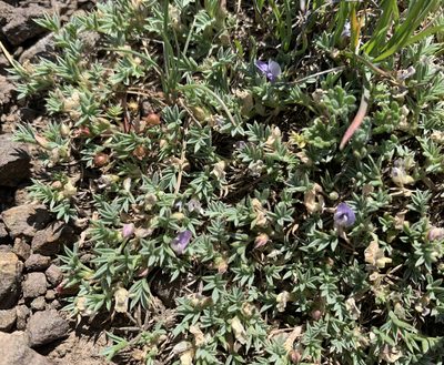 Astragalus kentrophyta, photographed by mark-groeneveld