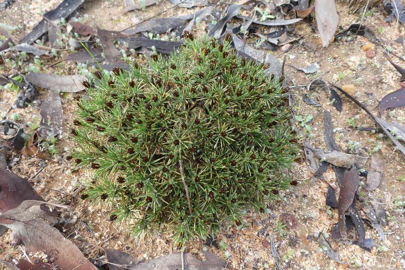 Borya constricta, photographed by Shelley James