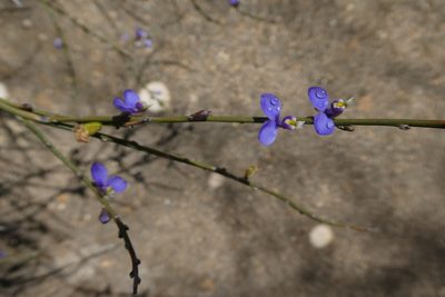 Comesperma scoparium, photographed by Shelley James