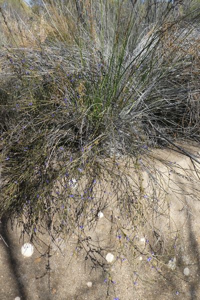 Comesperma scoparium, photographed by Shelley James