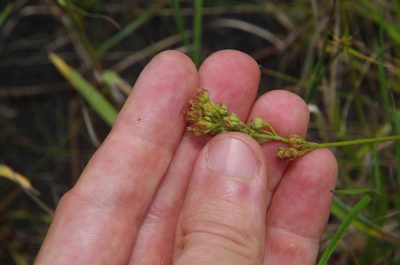 Triantha racemosa, photographed by Eric Knight