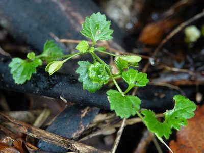 Veronica calycina, photographed by Jacqui Geux
