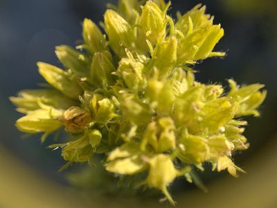 Potentilla gordonii, photographed by mark-groeneveld