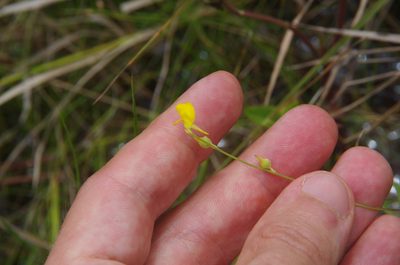 Utricularia juncea, photographed by Eric Knight