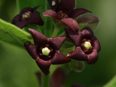 Vincetoxicum atratum, photographed by 葉子