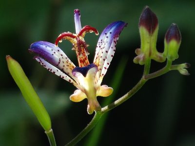 Tricyrtis lasiocarpa, photographed by 葉子