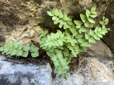 Kirkpatrickia breweri, photographed by mark-groeneveld