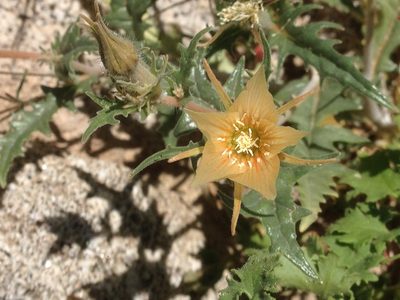 Mentzelia hirsutissima, photographed by Adam J. Searcy
