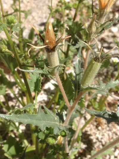 Mentzelia hirsutissima, photographed by Adam J. Searcy