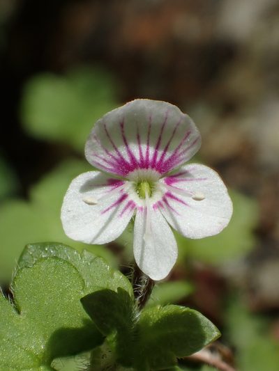 Veronica oligosperma, photographed by 葉子