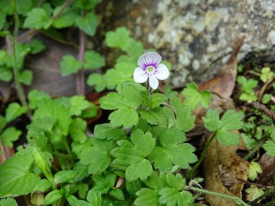 Veronica oligosperma, photographed by 葉子