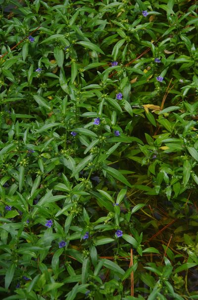 Hydrolea uniflora, photographed by Eric Knight
