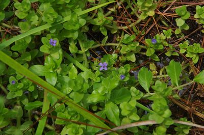 Bacopa caroliniana, photographed by Eric Knight