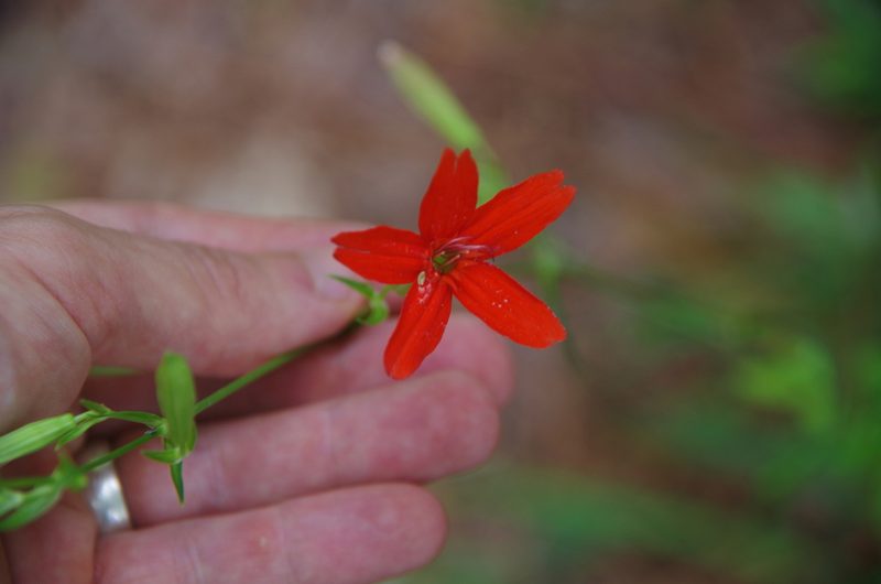 Silene subciliata, photographed by Eric Knight