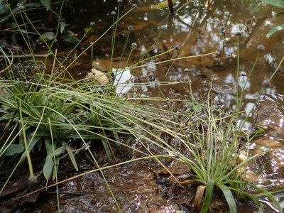 Eriocaulon nepalense, photographed by 葉子