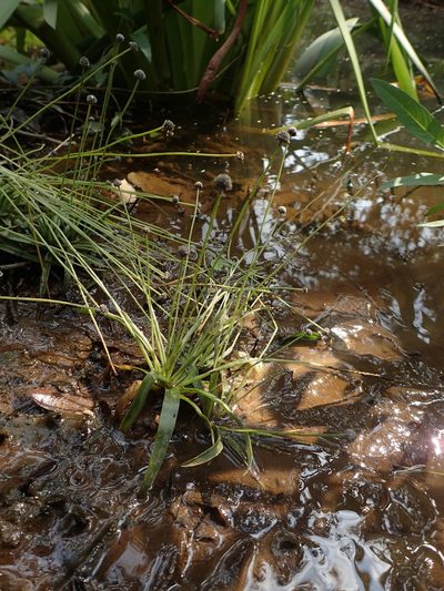 Eriocaulon nepalense, photographed by 葉子