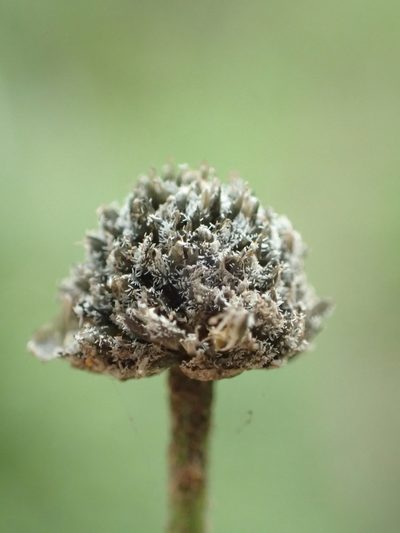 Eriocaulon nepalense, photographed by 葉子