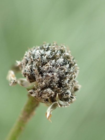 Eriocaulon nepalense, photographed by 葉子