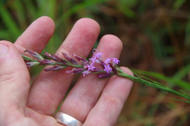 Liatris acidota, photographed by Eric Knight