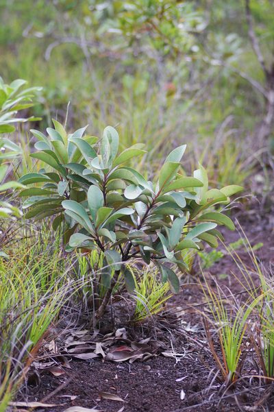 Tristaniopsis glauca, photographed by Antoine Guiguet