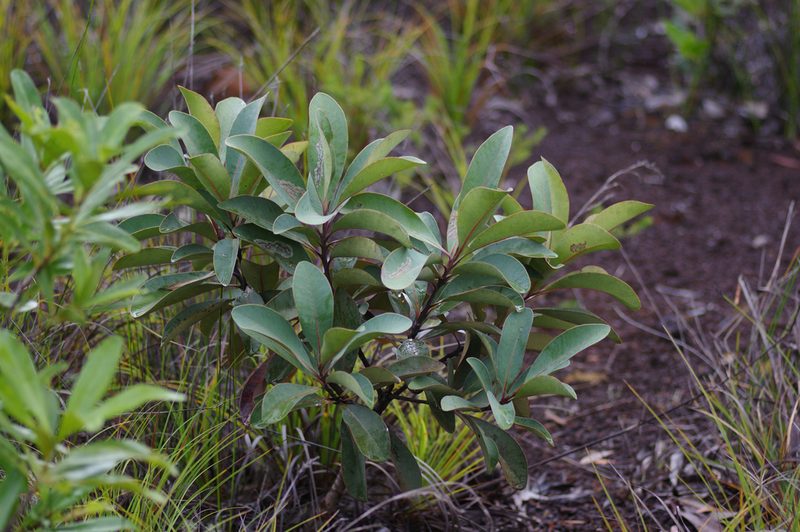 Tristaniopsis glauca, photographed by Antoine Guiguet