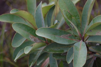 Tristaniopsis glauca, photographed by Antoine Guiguet