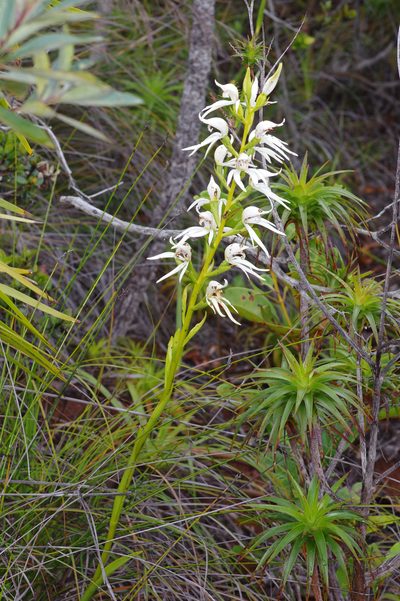 Megastylis gigas, photographed by Antoine Guiguet