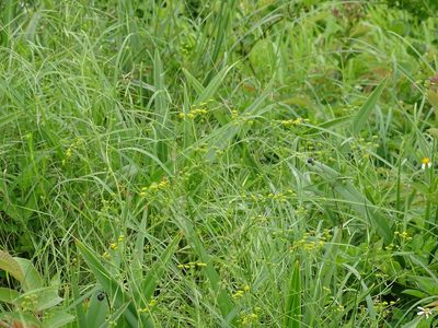 Bupleurum kaoi, photographed by 葉子