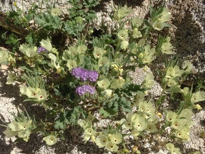 Phacelia pedicellata, photographed by Adam J. Searcy