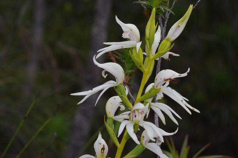 Megastylis gigas, photographed by Antoine Guiguet