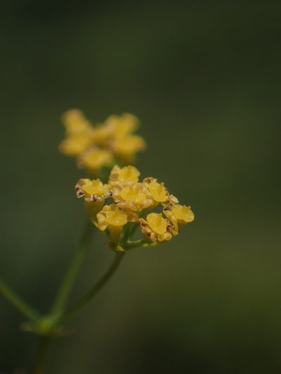 Bupleurum kaoi, photographed by 葉子