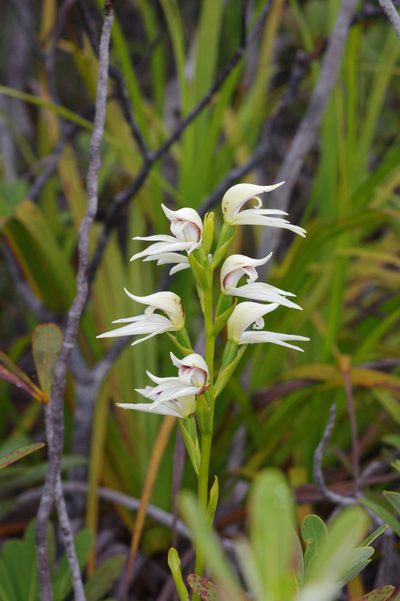 Megastylis gigas, photographed by Antoine Guiguet