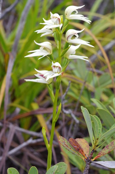 Megastylis gigas, photographed by Antoine Guiguet