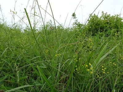 Bupleurum kaoi, photographed by 葉子