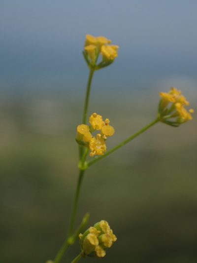 Bupleurum kaoi, photographed by 葉子