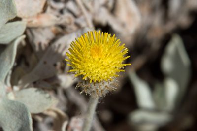 Anemocarpa podolepidium, photographed by dhfischer