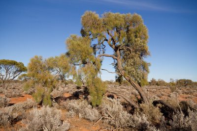 Acacia papyrocarpa, photographed by dhfischer