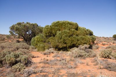 Acacia papyrocarpa, photographed by dhfischer