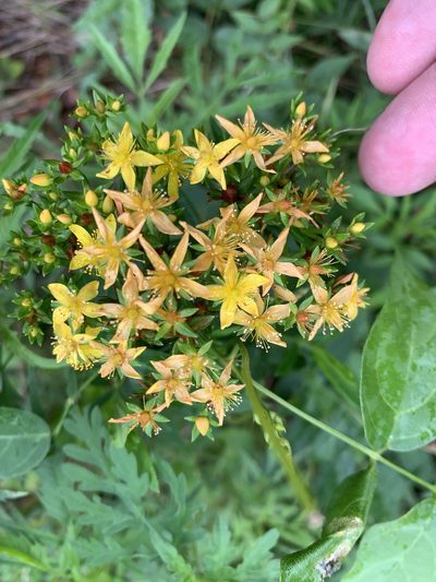 Hypericum adpressum, photographed by Brandon Corder