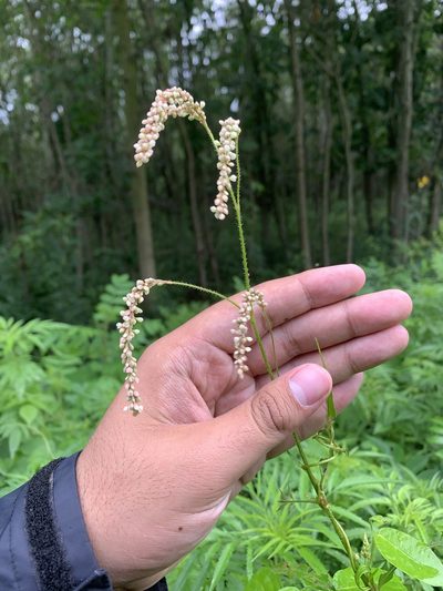 Polygonum careyi, photographed by Brandon Corder