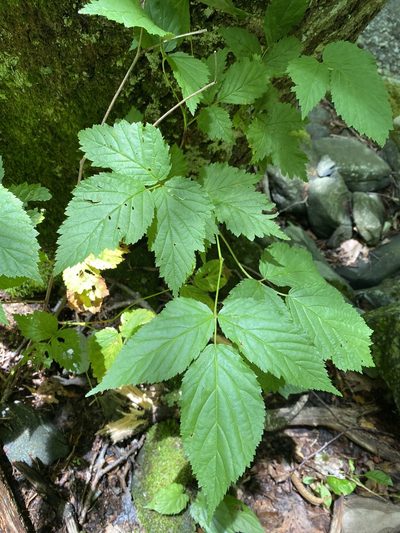 Rubus canadensis, photographed by Alan Weakley