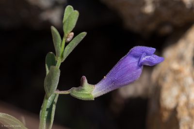 Scutellaria antirrhinoides, photographed by Ken-ichi Ueda