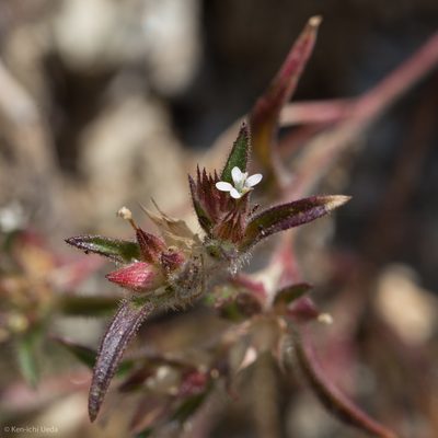 Collomia tinctoria, photographed by Ken-ichi Ueda