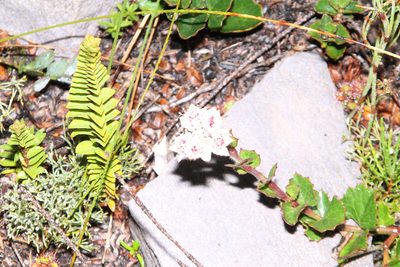 Xanthosia rotundifolia, photographed by Em Lamond