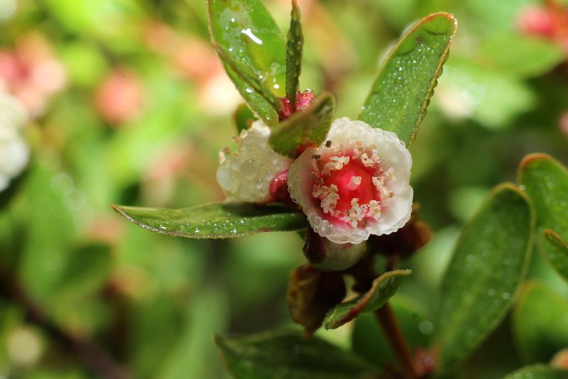 Hypocalymma myrtifolium, photographed by Em Lamond