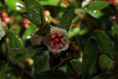 Hypocalymma myrtifolium, photographed by Em Lamond