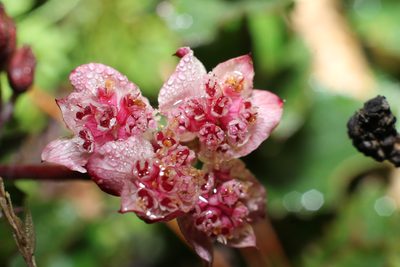Xanthosia rotundifolia, photographed by Em Lamond