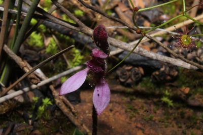 Eriochilus scaber, photographed by Em Lamond