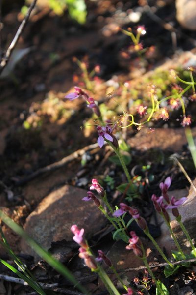 Eriochilus scaber, photographed by Em Lamond